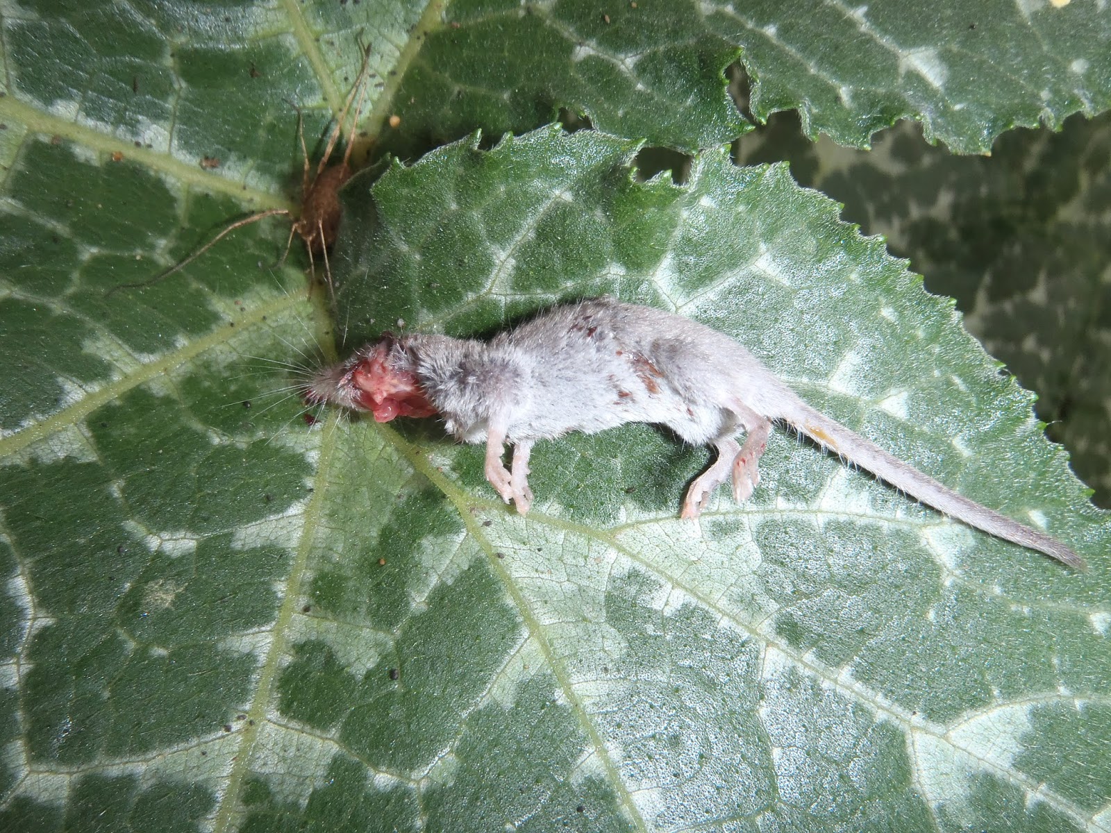 Crofting Catalunya: Micro Mammal Murder Mystery