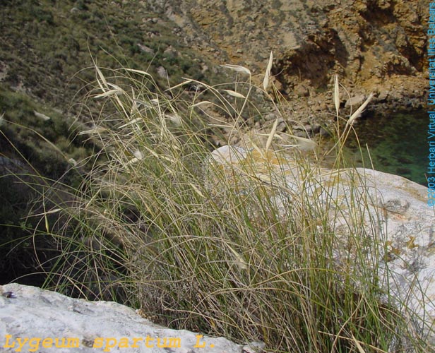 our amazing treasurenature Esparto grass