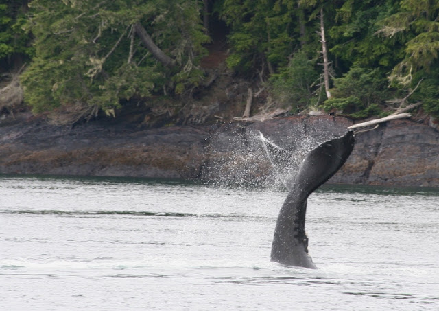 Ballena Jorobada (Canadá)