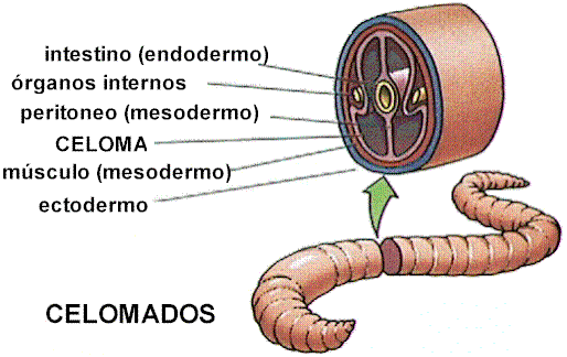 Animales Celomados y Acelomados