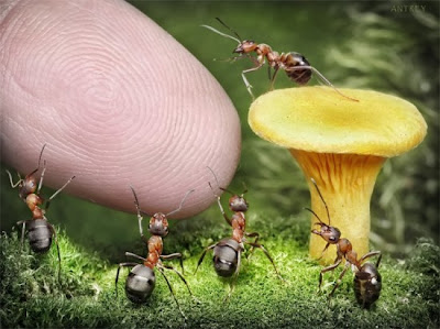 The Secret Life of Ants