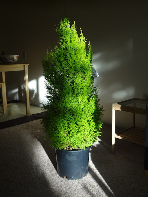 lemon cypress tree