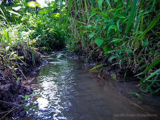 Rice Fields Irrigation Water Flow Through The Bush In Agricultural Area At Ringdikit Village, North Bali, Indonesia