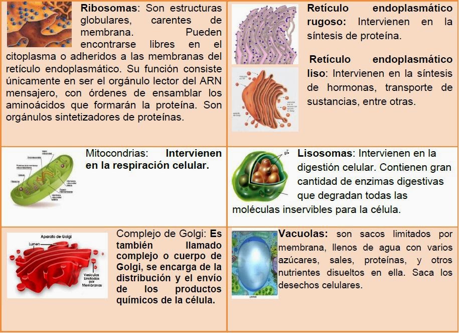La Célula Las Células y sus Organelos La Célula Las Células y sus Organelos