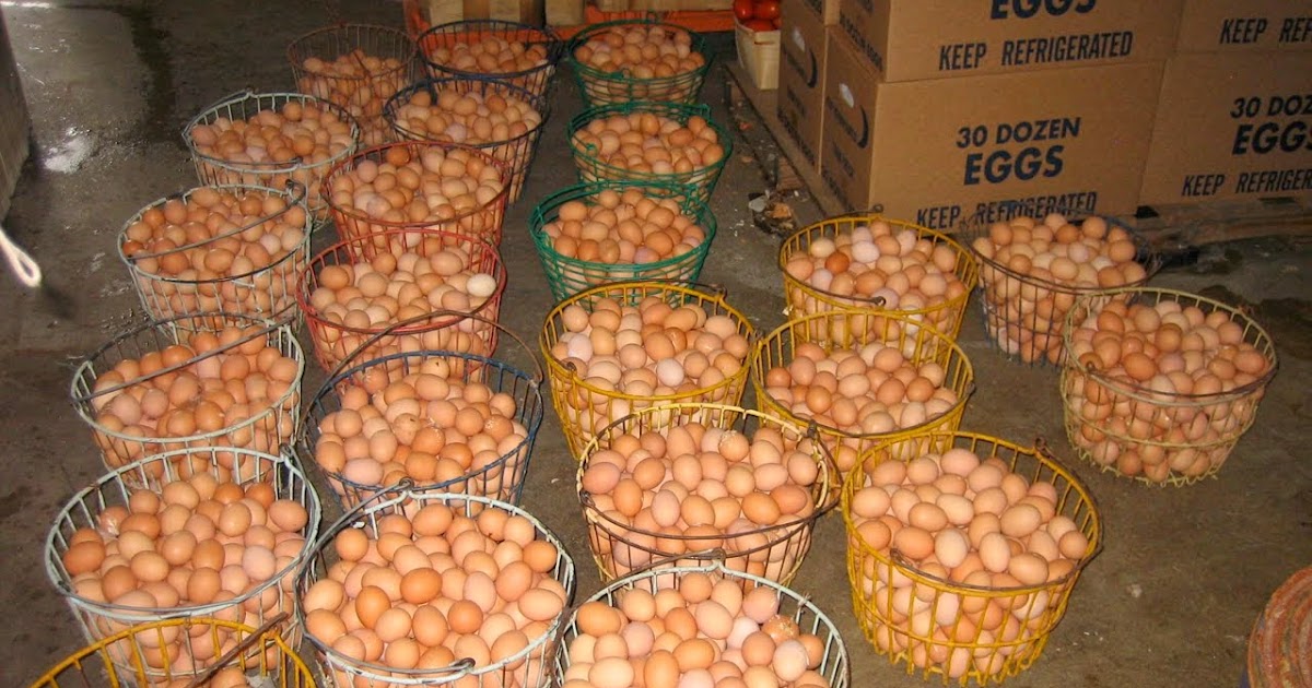 Ufugaji kuku wa mayai picture