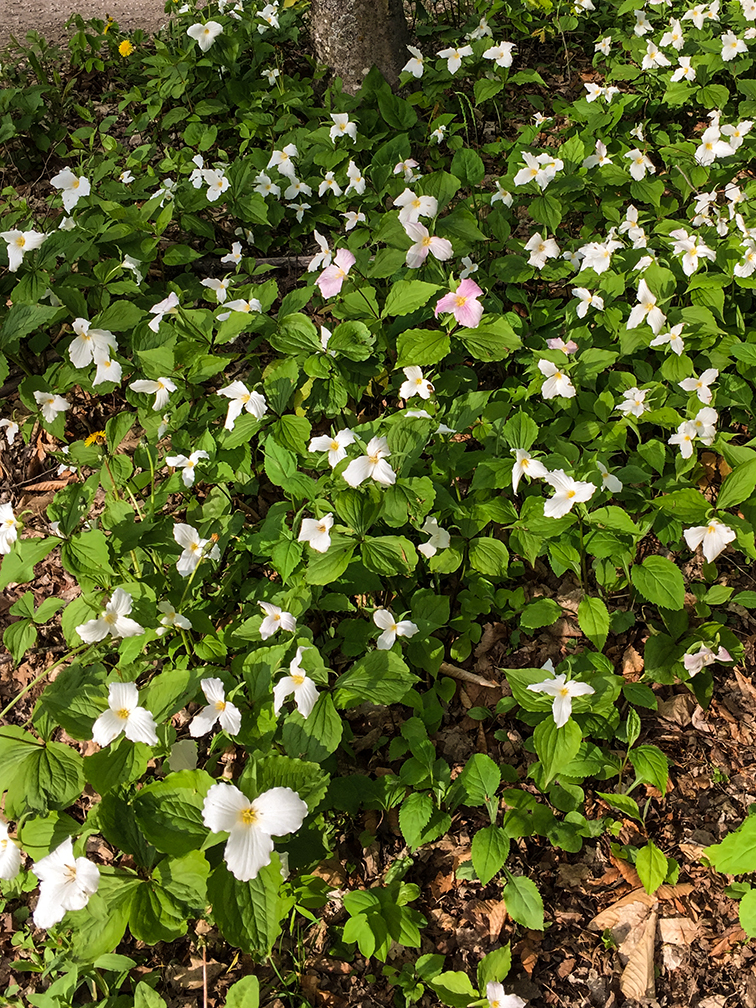 a dense community of white and pink trillium flowers