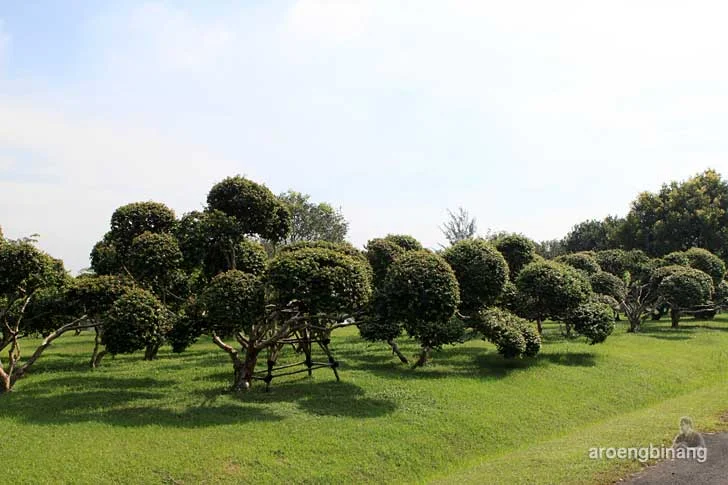 taman buah mekarsari cileungsi bogor