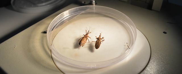 Nova espécie de barbeiro que transmite doença de Chagas é descoberta por pesquisadores da USP em RO