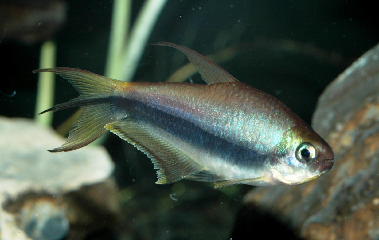 Peces y plantas ornamentales: Nematobrycon Palmeri - Tetra emperador