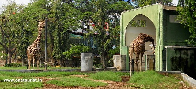 Zoo in mysore , timing , photos 