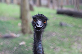 16. Happy Emu by Ruby Helyer