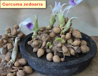 Cervical cancer use White Turmeric (Curcuma zedoaria)