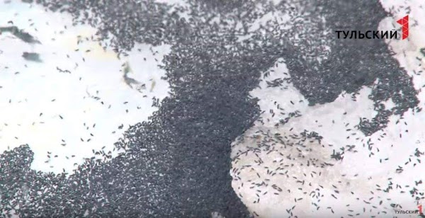 FOTOS: insectos invaden rusia en plena tormenta. FOTOS: insectos invaden rusia en plena tormenta.