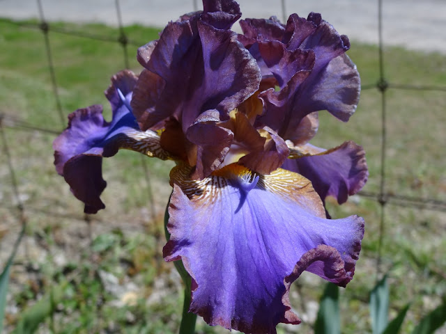 34 Iris chez Antho [identifications] DSC07159