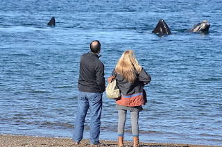 avistaje de ballenas de la costa en el Doradillo