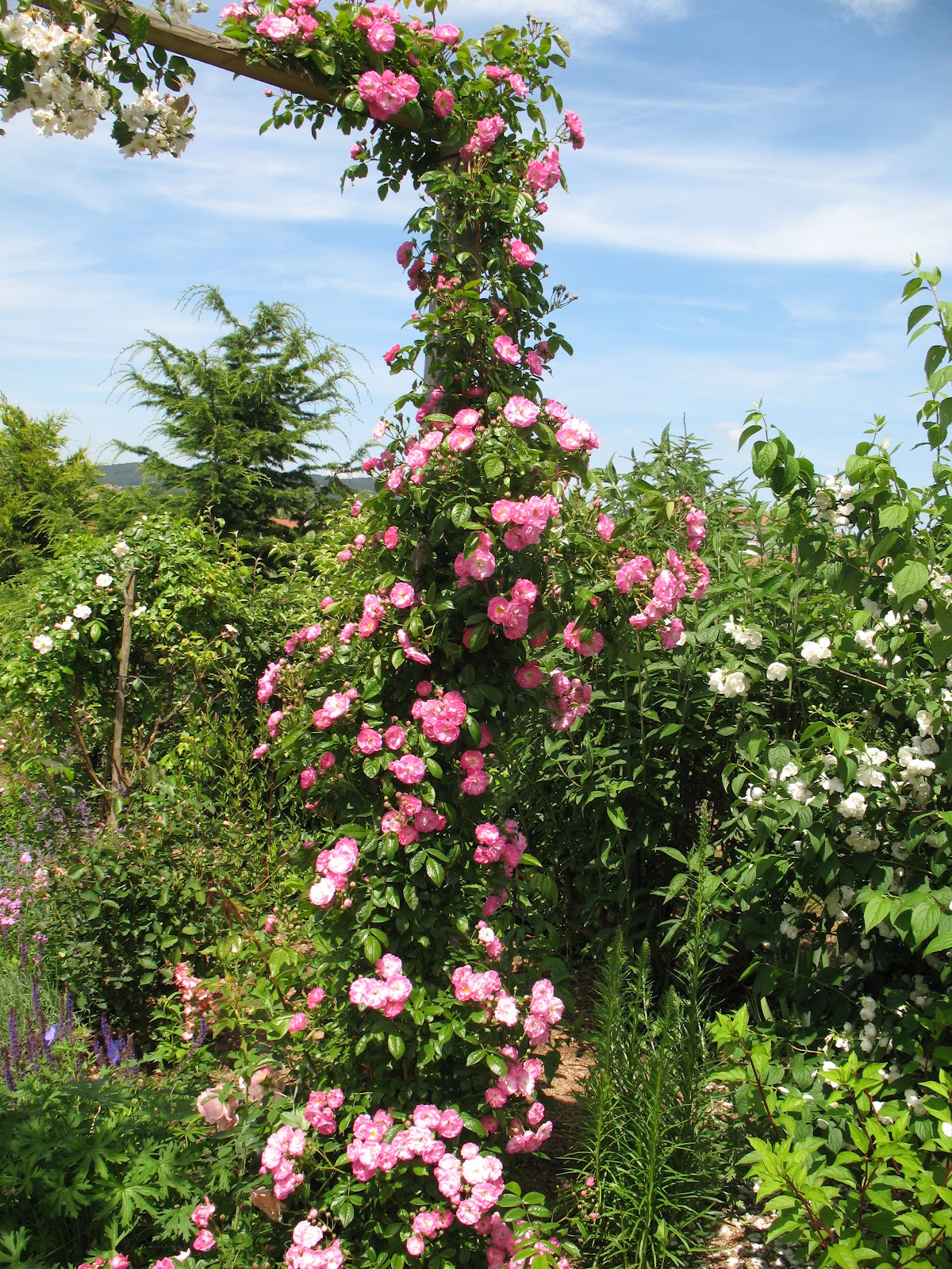 Philadelphus Stock Photos Philadelphus Stock Images Alamy