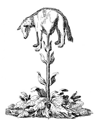 Митични растения-животни 805px-vegetable_lamb_lee_1887