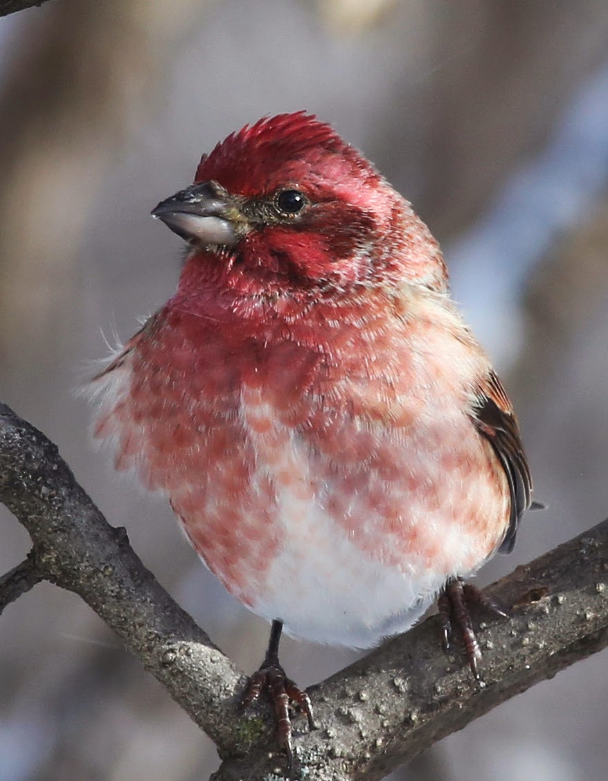 All of Nature: Purple Finches Arrive With First Winter Storm