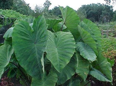 Large Colocasia leaves