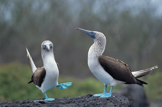 BLUE-FOOTED BOOBIES