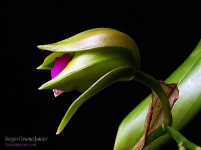 Orquídea Cattleya bicolor