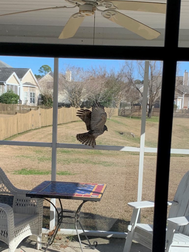 Travels And Discoveries Too Big For The Bird Feeders