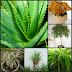 Indoor Air Cleaning Houseplants that remove Pollutants toxin
