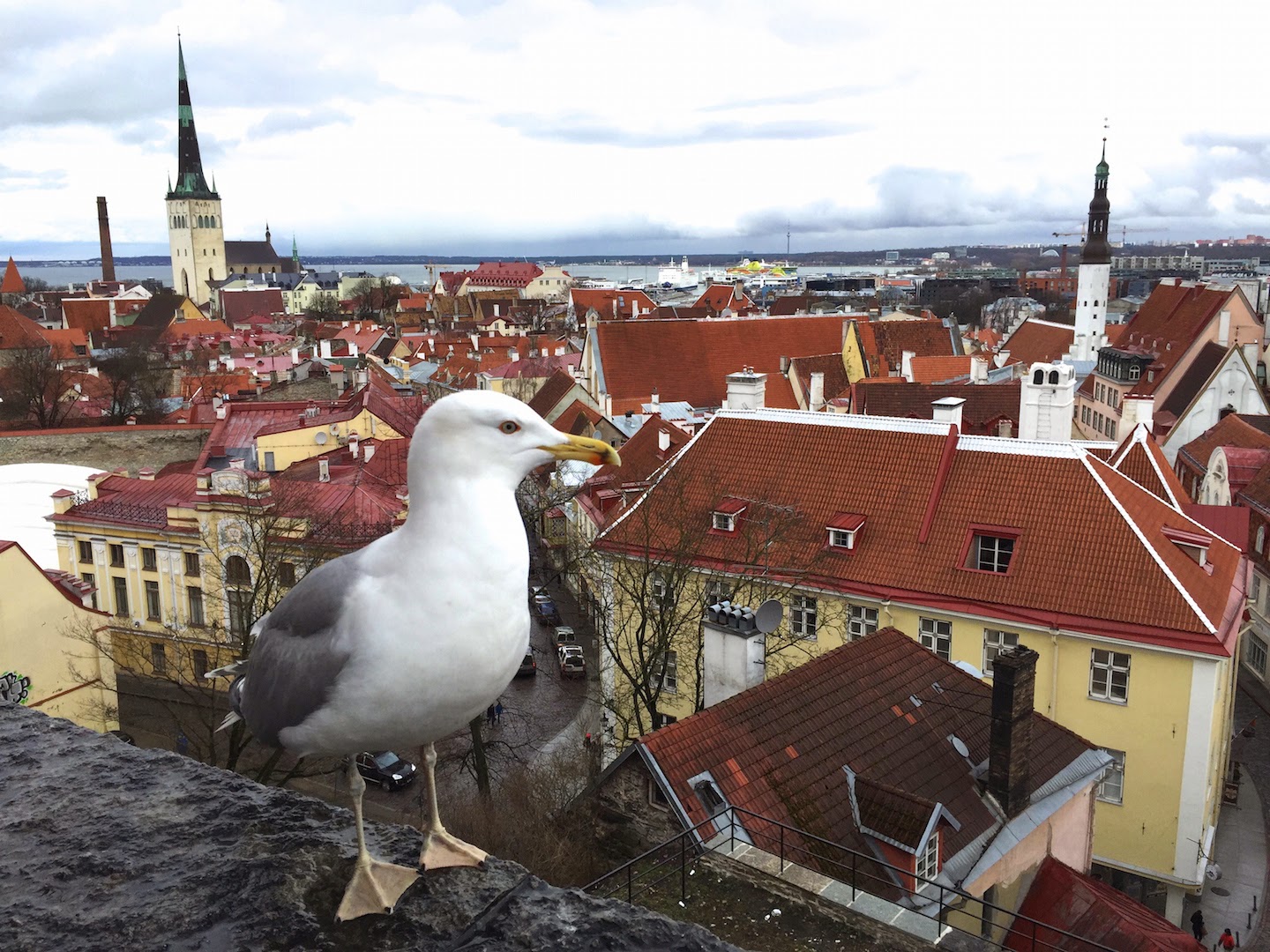 Talino senamiestis ir jūra paukštis nuo Toomepa Talino senamiestis nuo Toompea apžvalgos aikštelės
