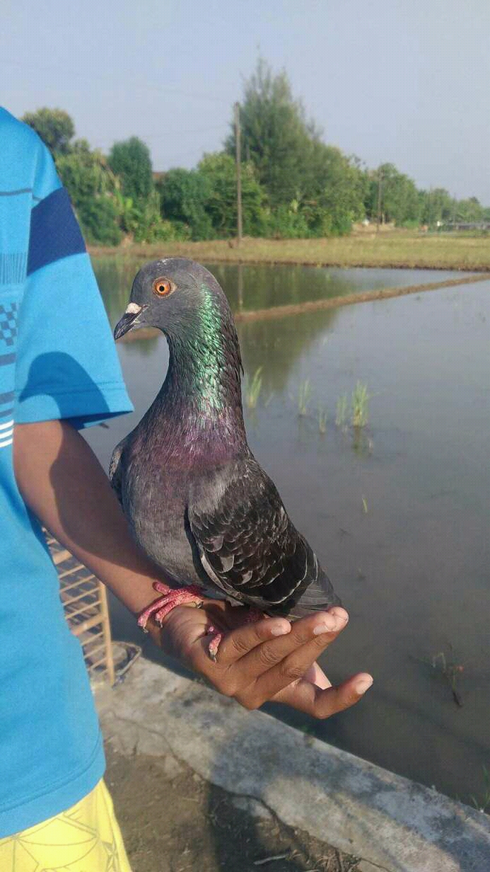 Merpati Kolong Ciri Merpati Kolong Yang Bagus