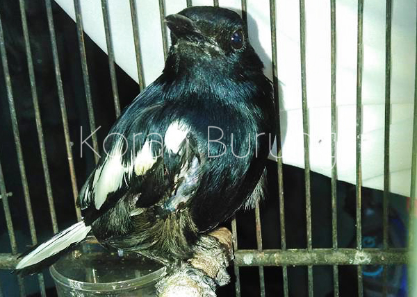 Solusi Tepat Burung Kacer Yang Macet Mabung