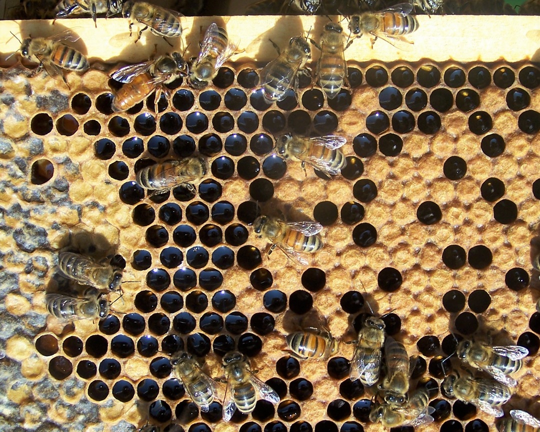 Black Mountain Honey - Classic honey bound frame/colony. Sure fire way to  get them to swarm early. If you are seeing this, give them space, swap the honey  bound combs for drawn
