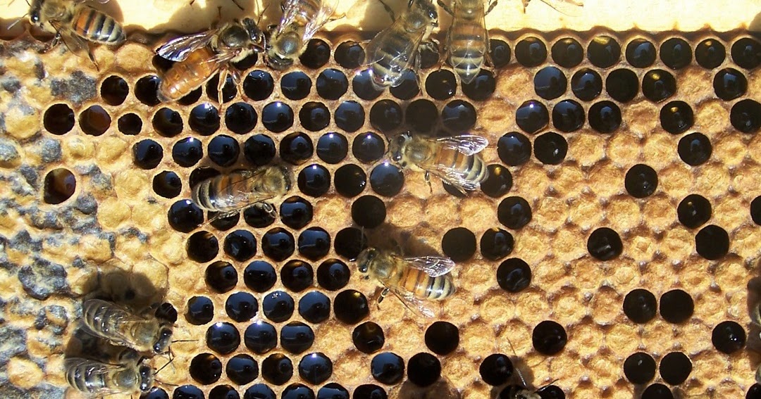 The Peace Bee Farmer: Reversing the Bee Hive