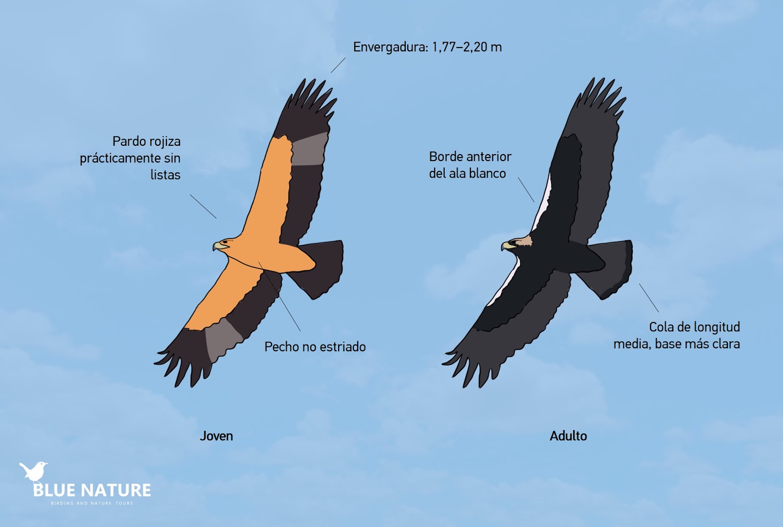 Featured image of post Silueta Aguila Real Volando Es una pagina de desarrollo humano para compartir experiencia de como hemos cambiado el estilo de