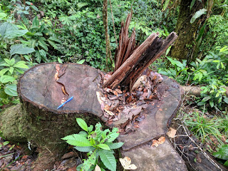 stump from canoe tree, Ecuador