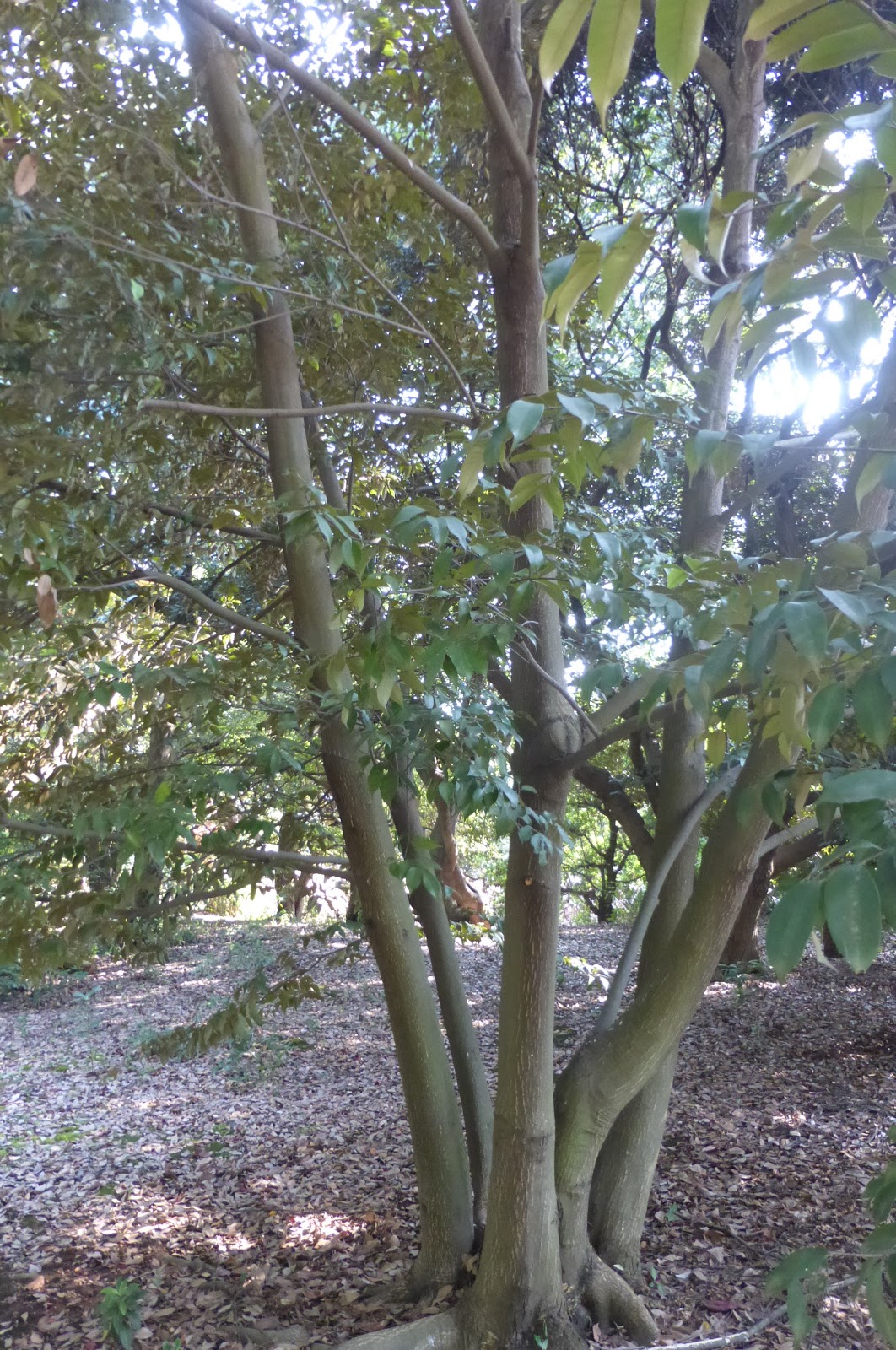 栗林公園 高松 でマテバシイとスダジイのどんぐりを見つけて食べてみた なかなか美味しい 珍妙雑記帖