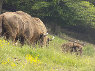 DE VIZITAT, IN ROMANIA- REZERVATIA DE ZIMBRI