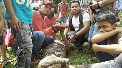 Masyarakat Sungai Geringging, Dikejutkan Penemuan Ular Phyton Sepanjang 4,7 Meter