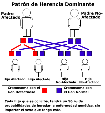 consanguinidad herencia cromosoma enfermedad humana patron ligada patrn dominante padres ligado hereditaria alport enfermedades
