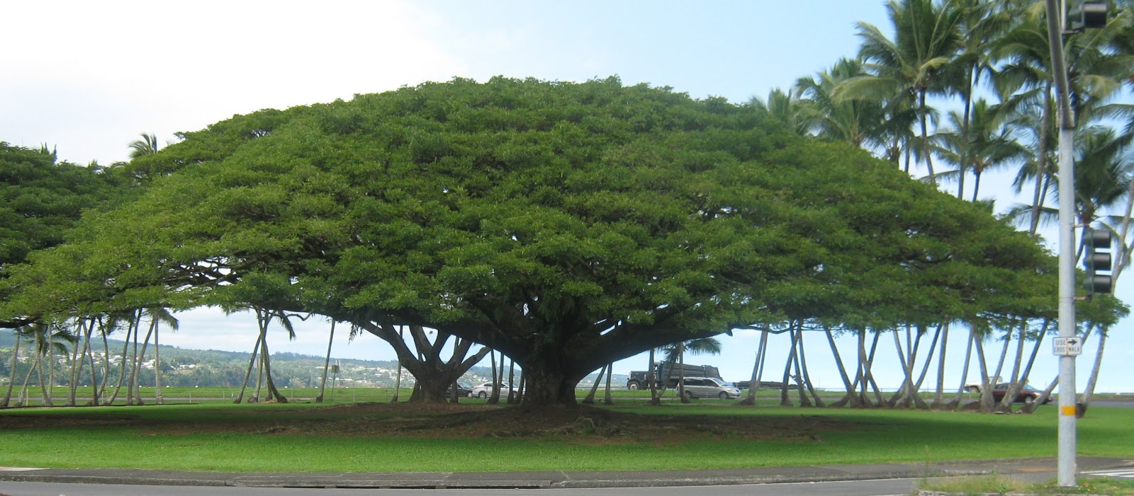 garden guy hawaii: why is a rain tree called a rain tree?