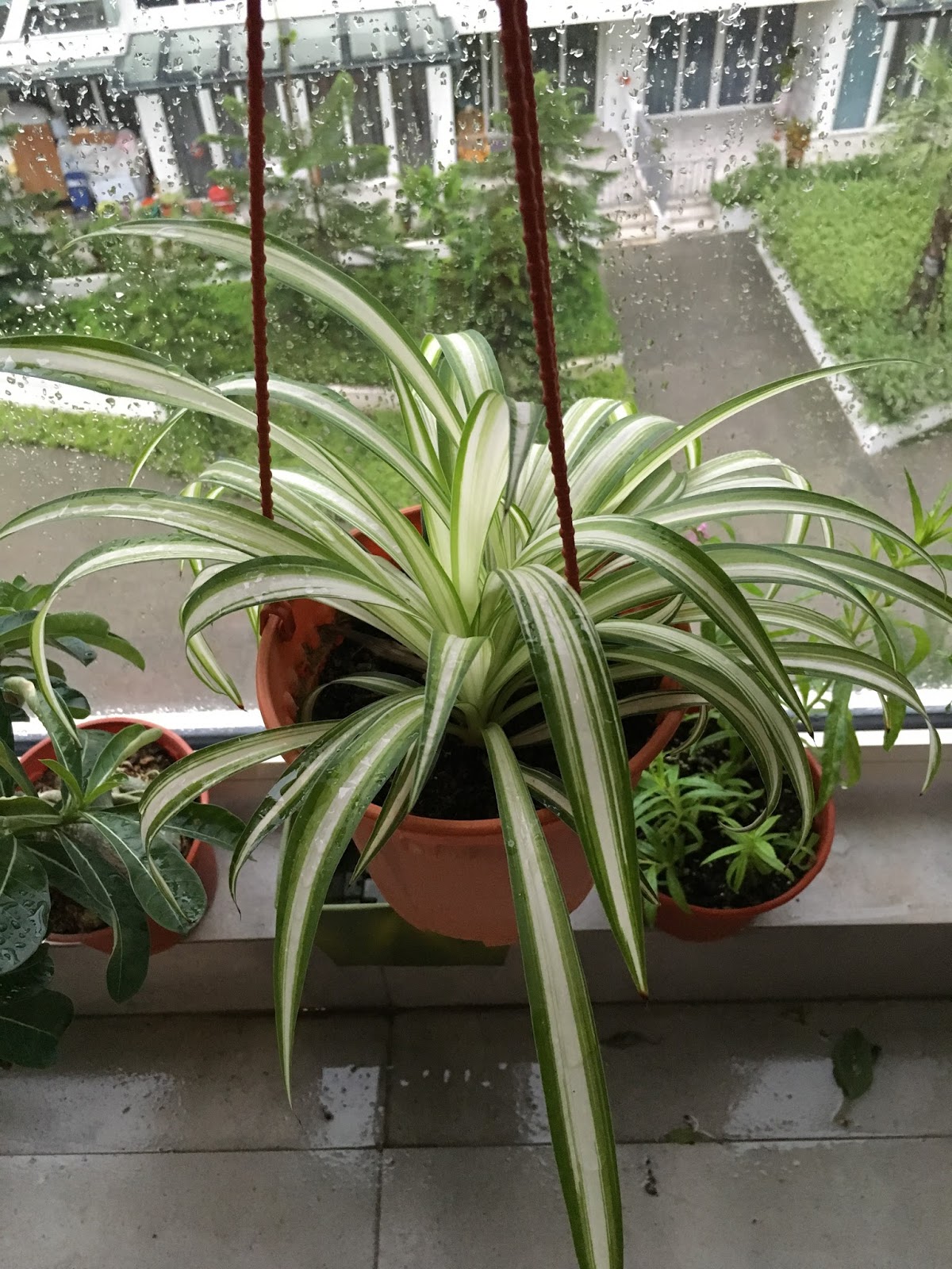 My Vertical Gardens Vertical Gardens Airplane plant