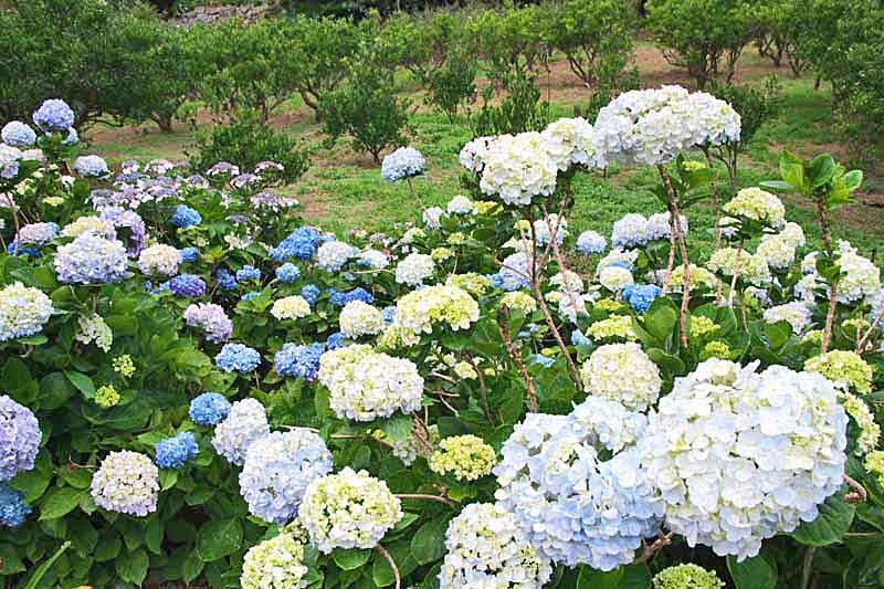 Elegant 25 Green And White Garden Ideas That You Need To Rebuild