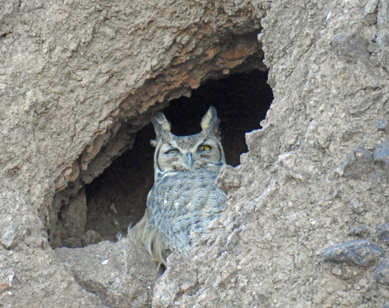 Cascade Ramblings Arizona Owl Chicks cascade-ramblings-arizona-owl-chicks