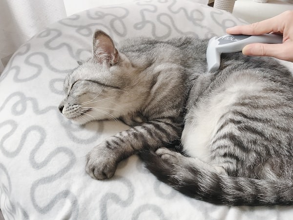 少しずつ背中の方へブラシを移動させる