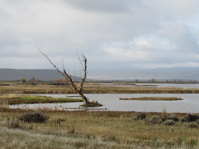 California birdwatching