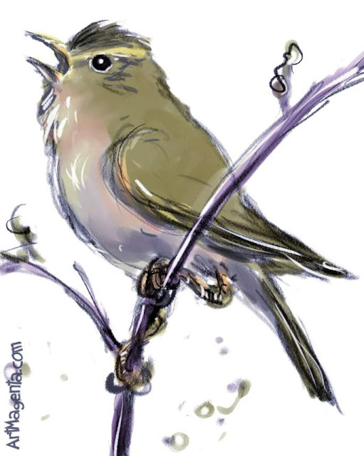 Marsh Warbler sketch painting. Bird art drawing by illustrator Artmagenta.