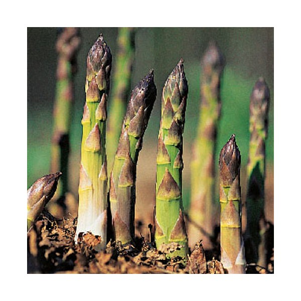 How to Grow Asparagus From Seeds Garden How