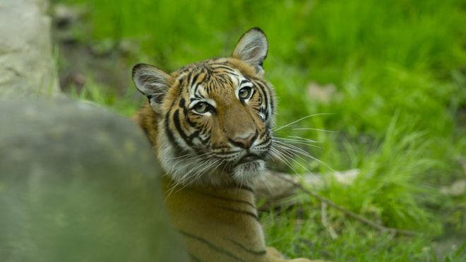 Corona-infected-a-female-tiger-at-the-Bronx-Zoo-in-New-York