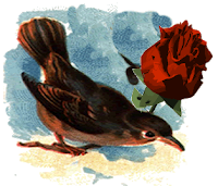 Momotlalkali: Burbujas de Lectura: "El ruiseñor y la rosa