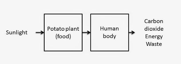 An arrow moves from "Sunlight" as input to "Potato plant (food)"; an arrow moves from "Potato plant (food)" to "Human body"; an arrow flows from "Human body" to "Carbon dioxide, energy, waste as outputs