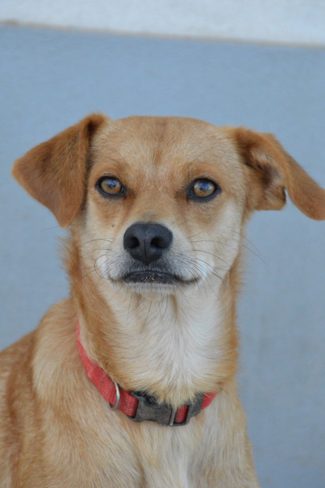 Hunde aus ZentralPortugal adoptieren Nando